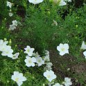 Nierembergia speciosa 'Mont Blanc'